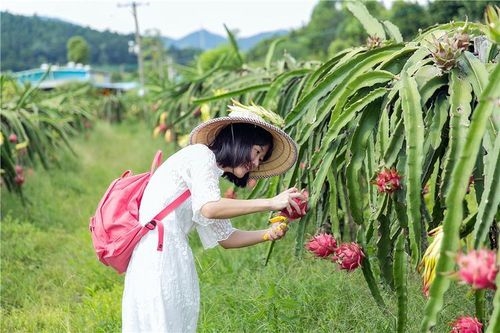 采摘的乐趣好句子(45句)