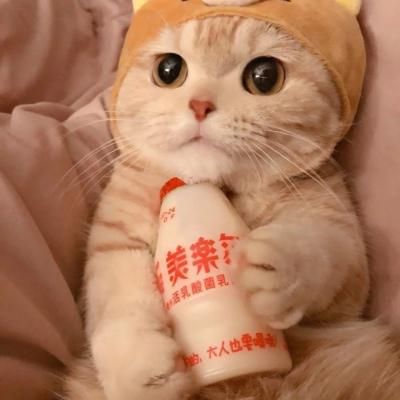 萌化少女心可爱的动物猫咪头像(共28张)